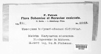 Uromyces hedysari-obscuri image